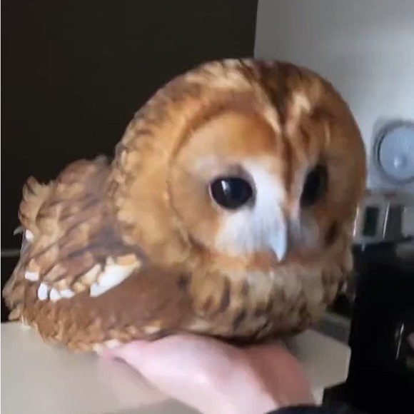 raiineboots